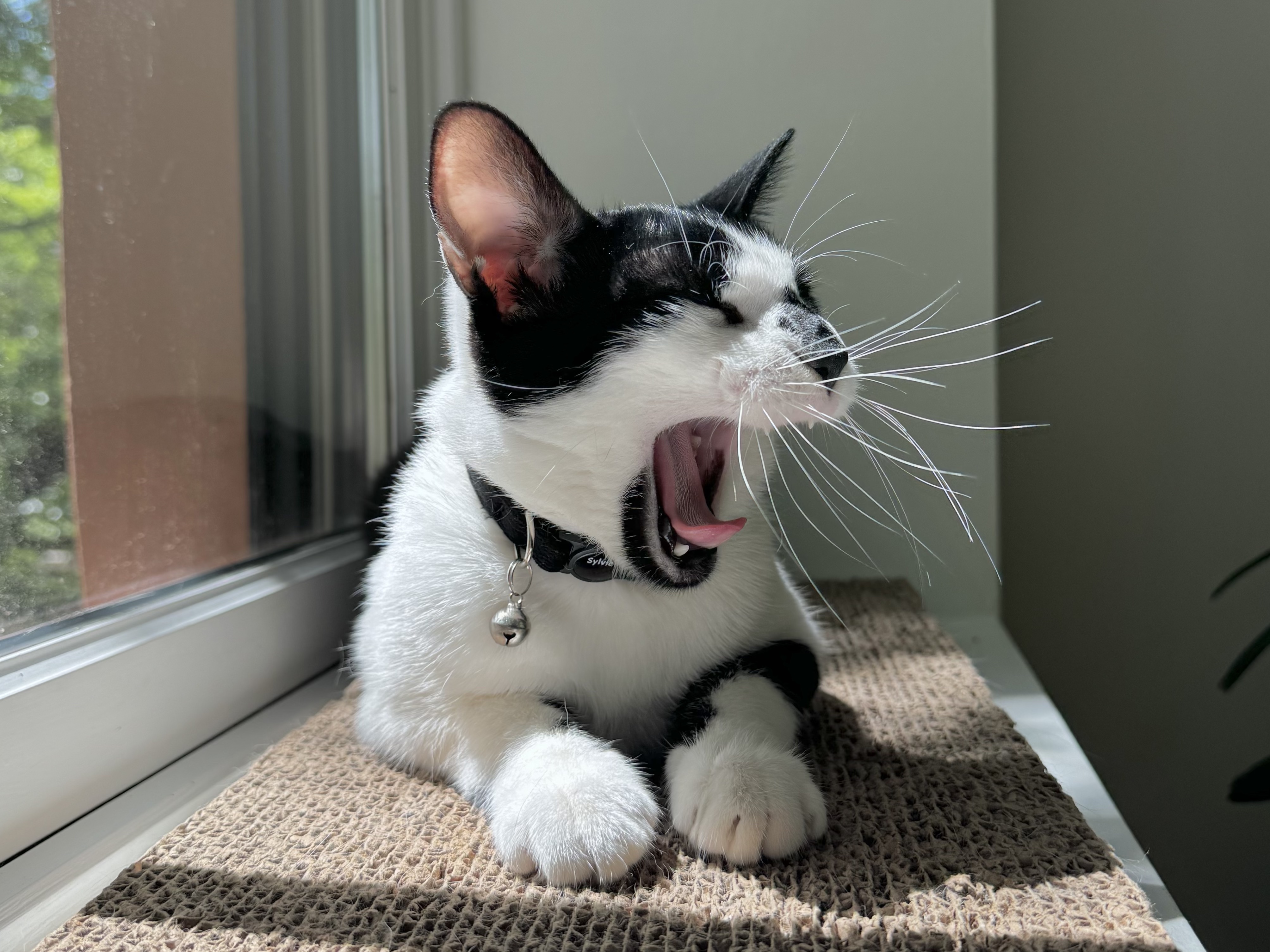 Sylvie, Pet Helpr's mascot