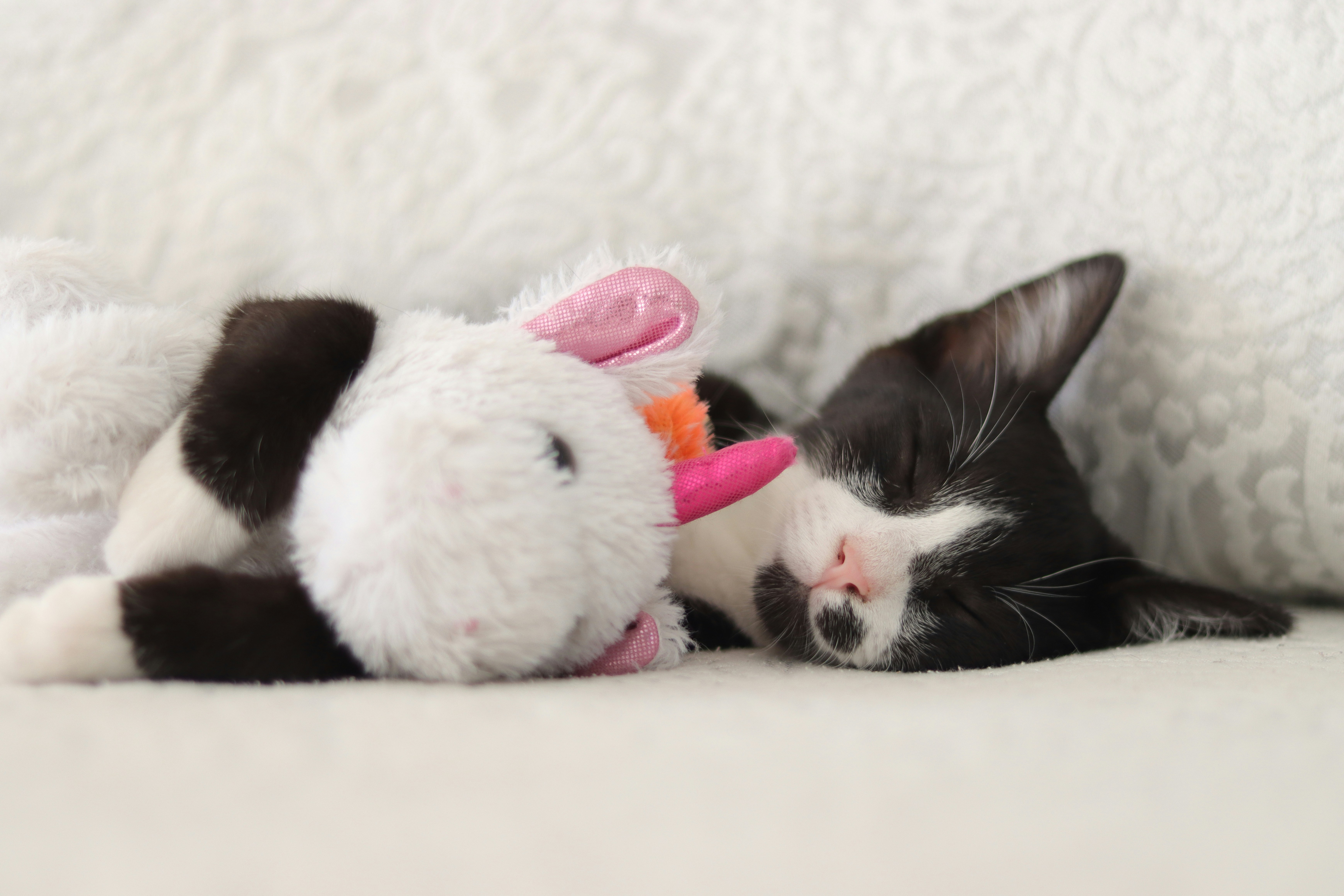 Cat scratching behavior