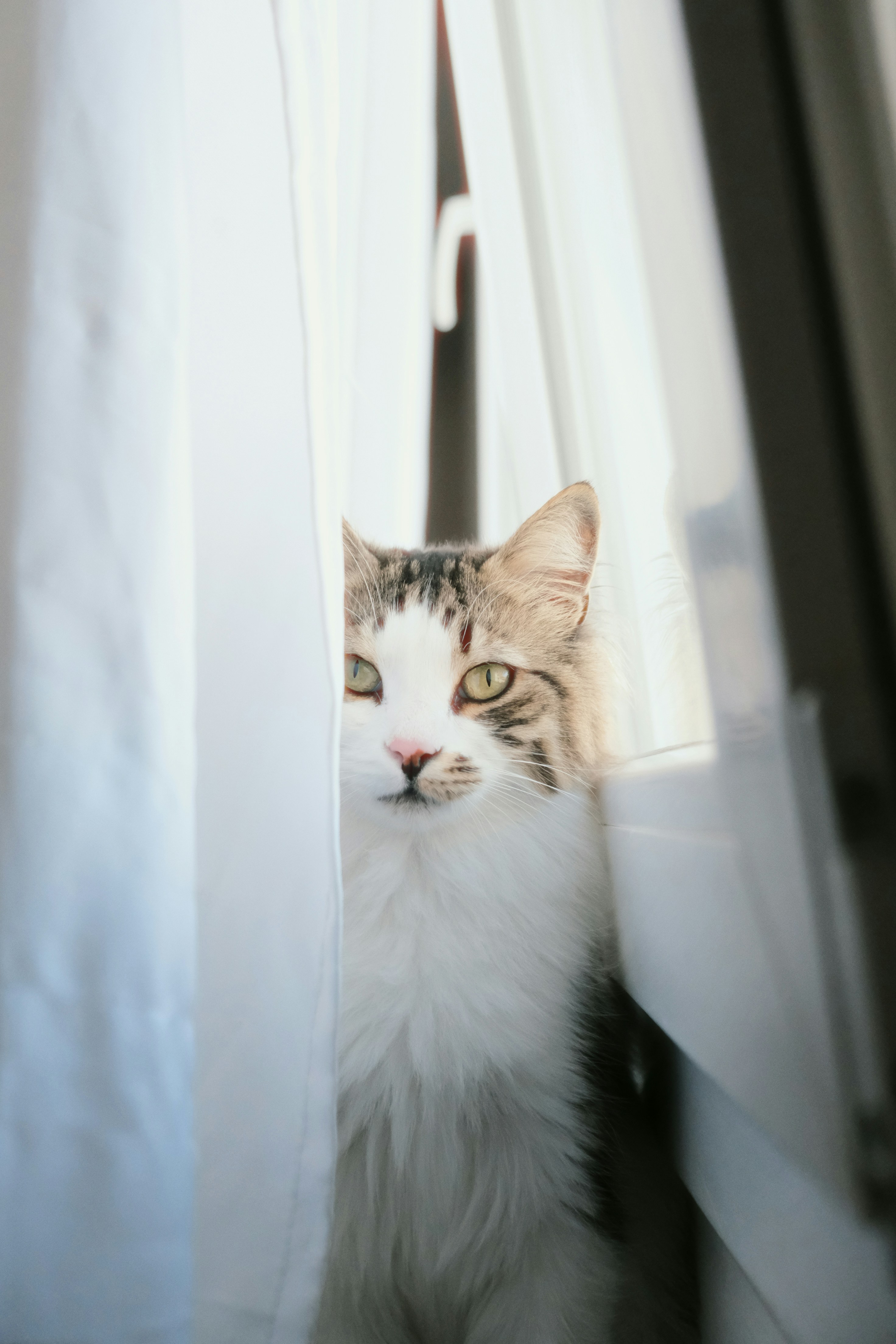 Cat natural behavior